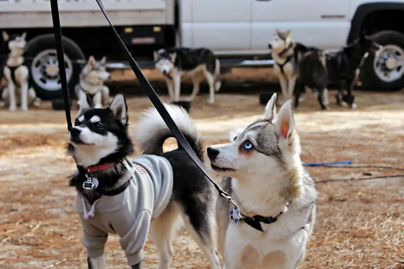 two alaskan klee kai