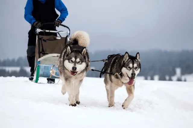 two Alaskan Malamutes