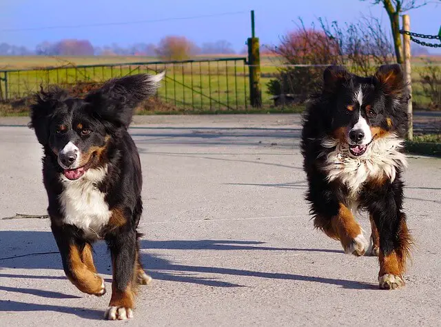 two bernese mountain dogs