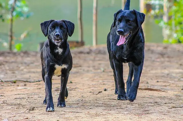 two black dogs