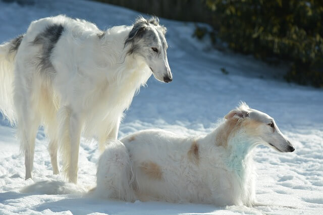 two borzoi dogs