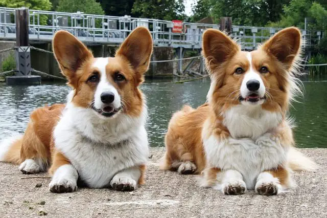 two Cardigan dogs