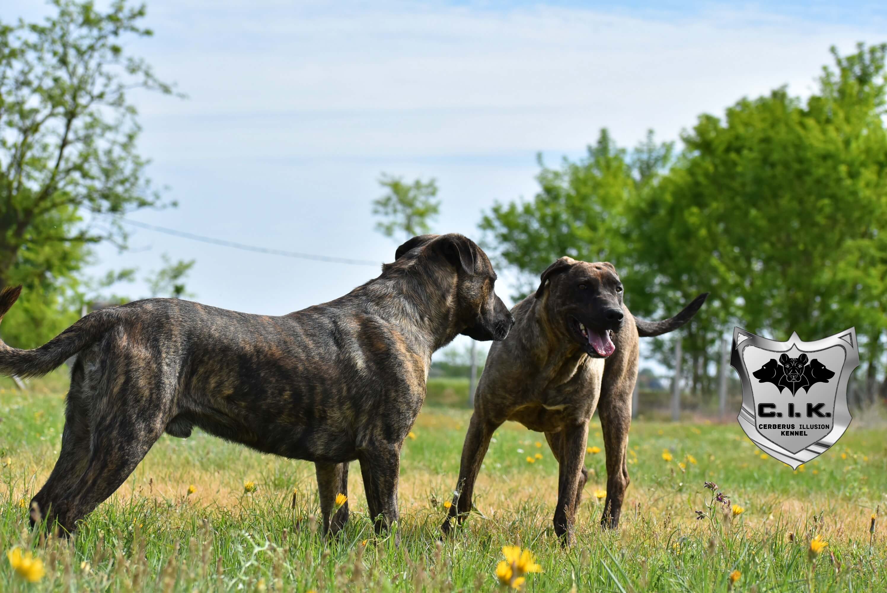 cimarron uruguayo dogs