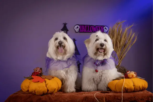 two Coton de Tulears dogs