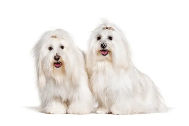 two Coton de Tulears