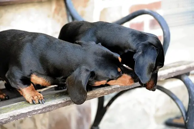 two dachshund
