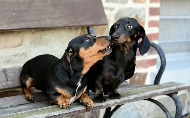 two dachshunds on a bench