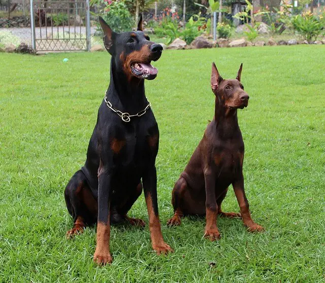 two dobermans