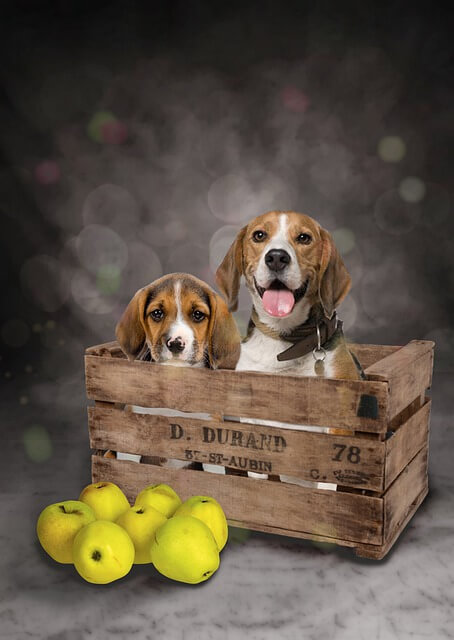 two dogs in crate