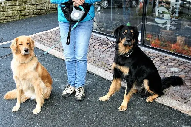 two dogs on a leash