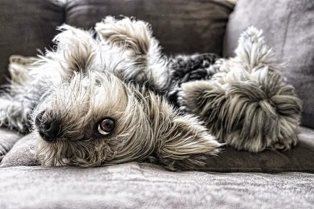 two dogs on couch