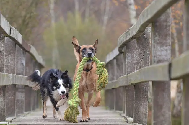 dva psa i jedna igračka