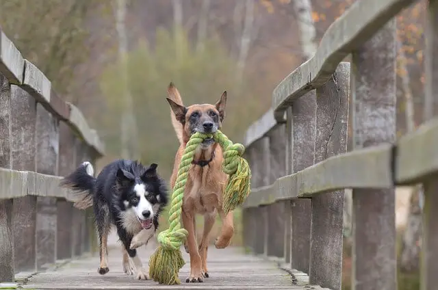 two dogs one toy