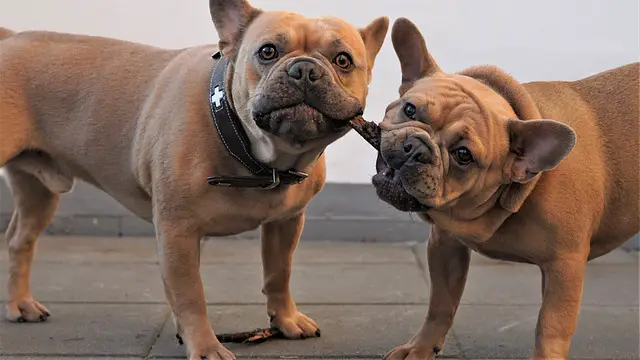 two french bulldogs with stick