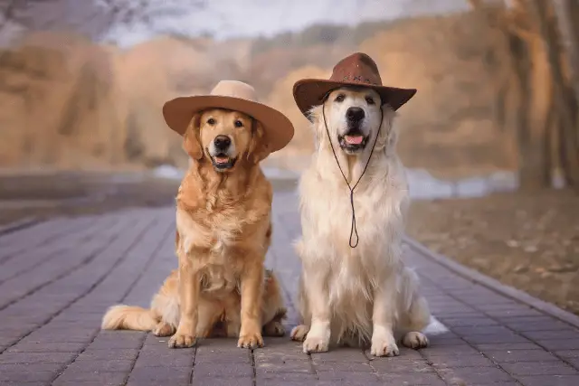 Golden Retriever