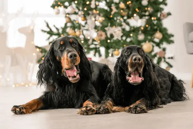 two Gordon Setters