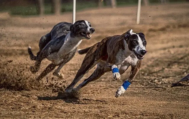 two greyhounds running