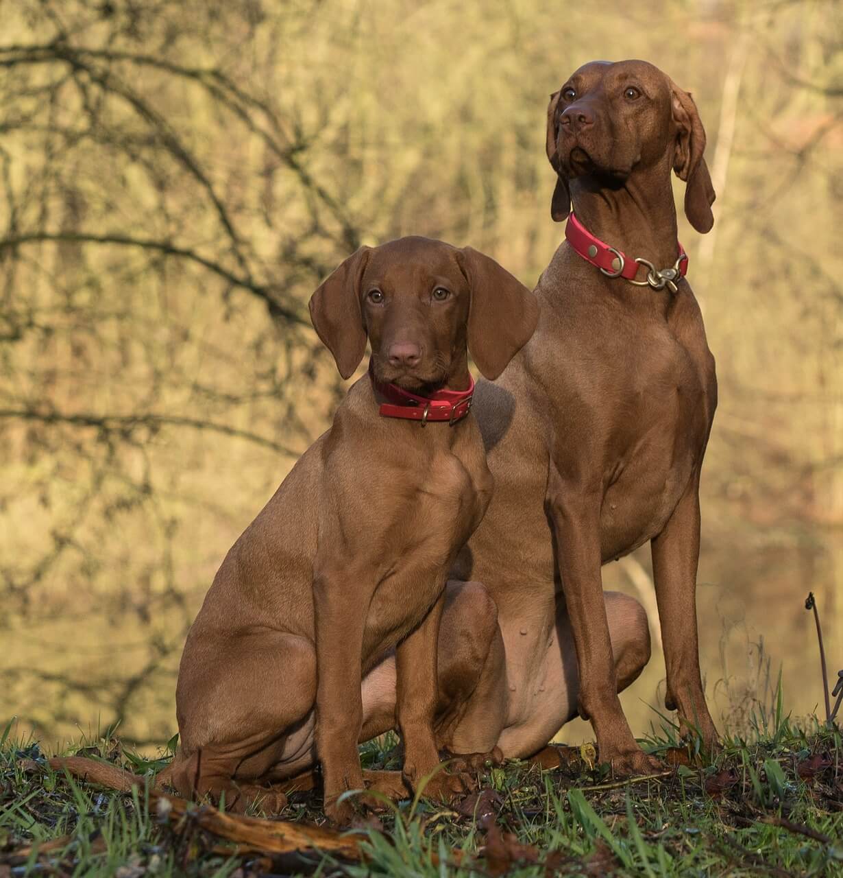 two hungarian vizsla dogs