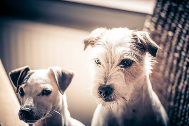 two jack russells