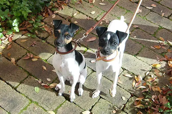 two japanese terriers