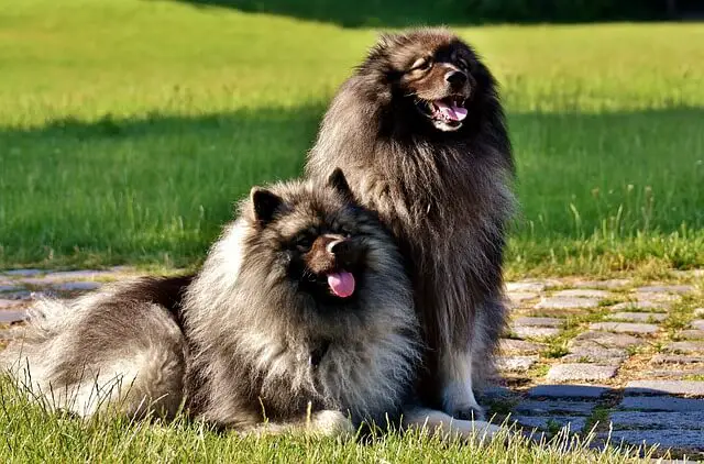 keeshond cani