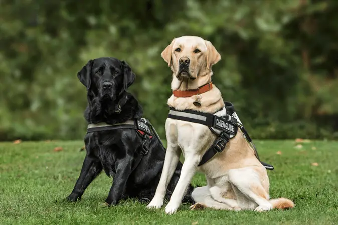 two labrador service dogs
