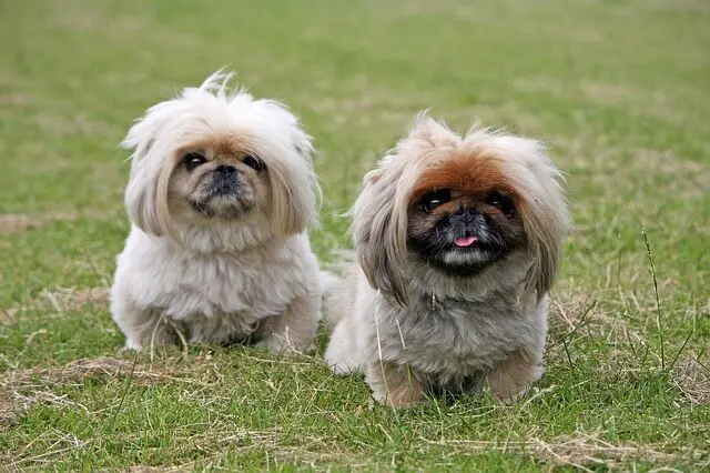 two pekingese dogs