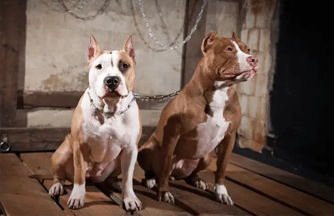 two pit bull dogs