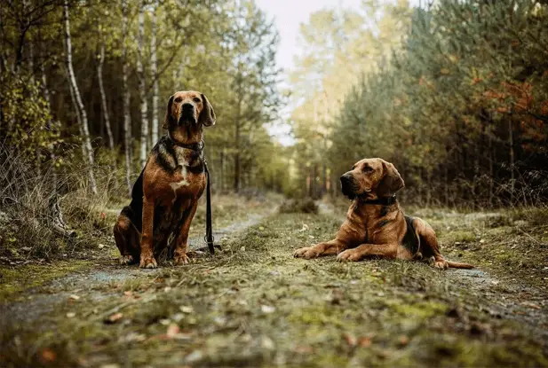 two polish hounds