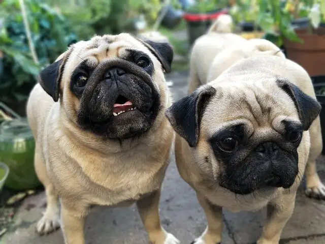 two pug brothers
