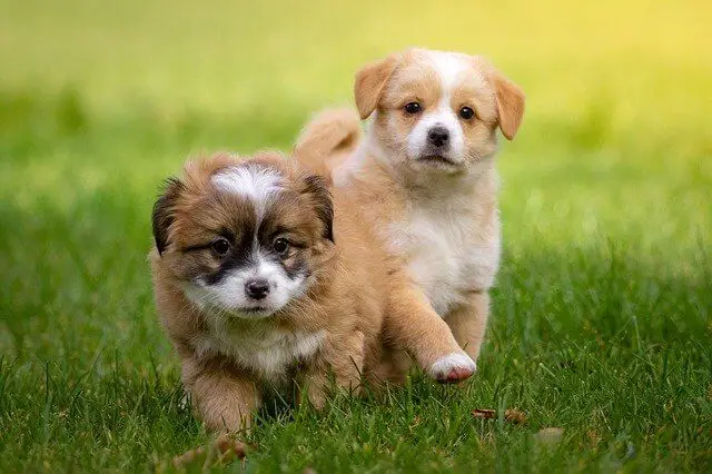 two puppies