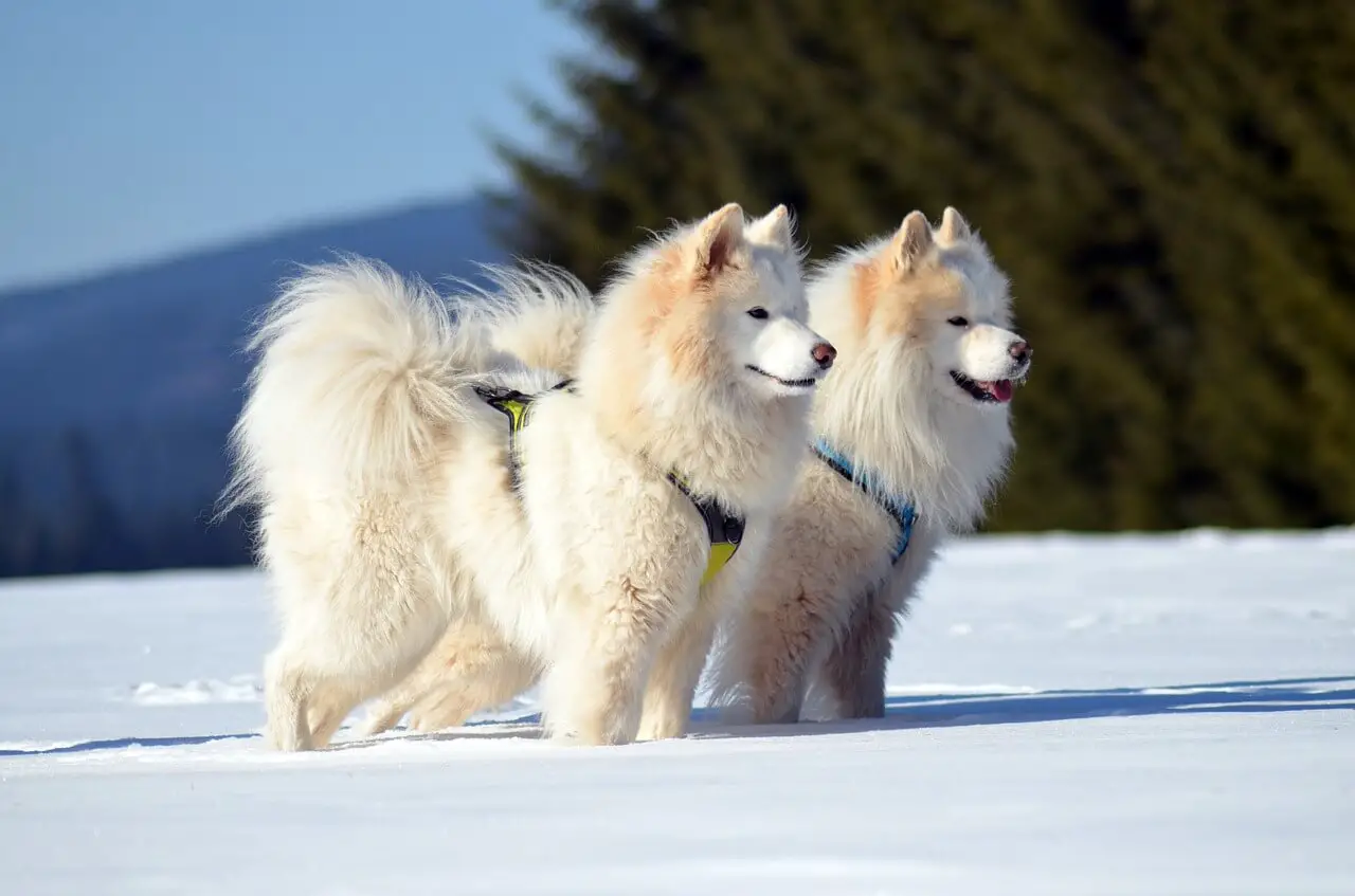 two samoyed dogs