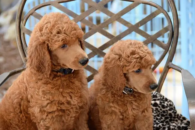 two standard poodle pupies