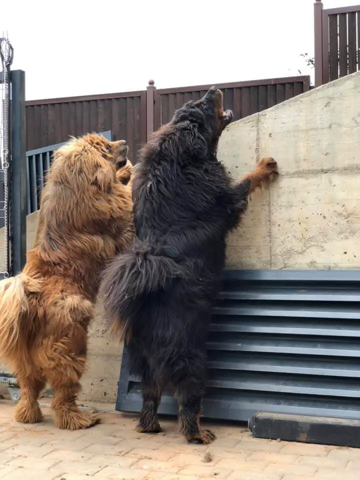 two tibetan mastiff dogs