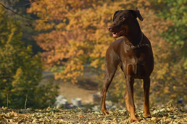 čokoladni doberman