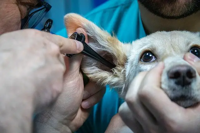 vet exam dog ears