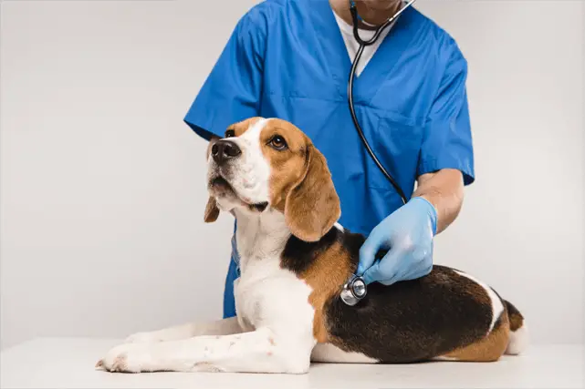 vet examining dog