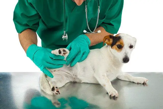 veterinarian checking a dog
