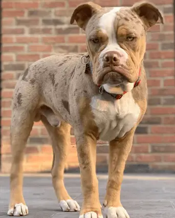 victorian bulldog