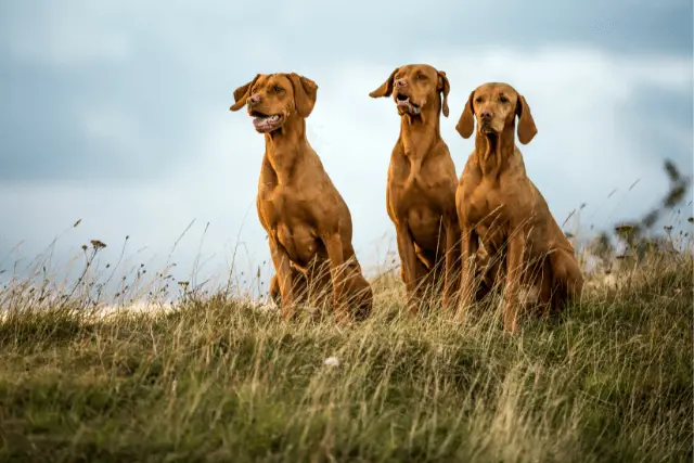 Vizsla dogs