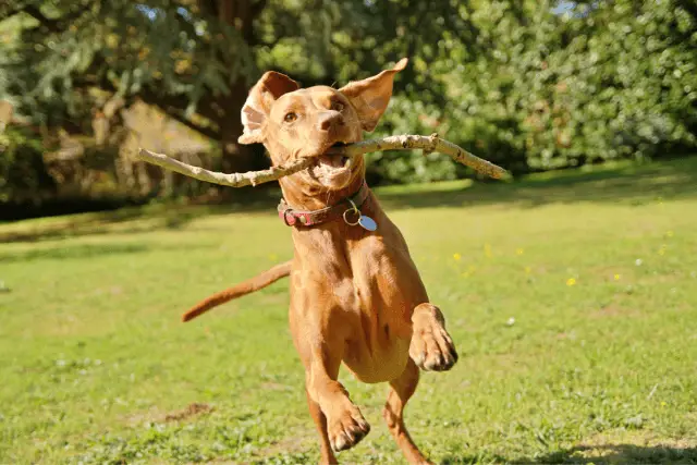 Vizsla jumping