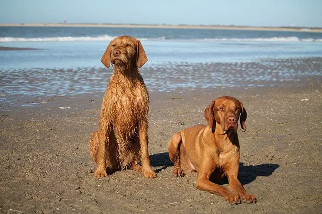 Vizsla