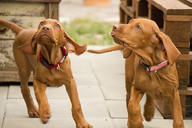 vizsla puppies