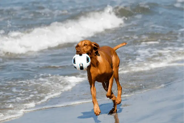 Vizsla running with a ball