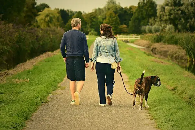 walking a boxer