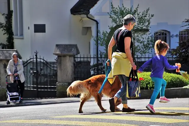 paseando a un perro en la calle