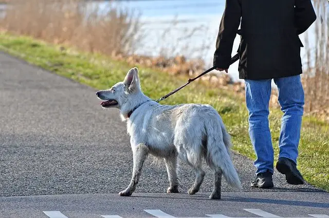 walking a white shepherd