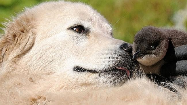 pingüino de warrnambool y cachorro de maremma