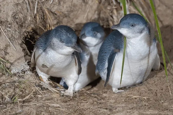 pingüino de warrnambool