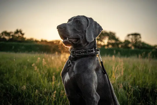 Weimaraner